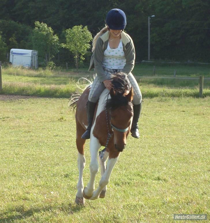 Hollandsk Sportspony Elmelunds Dalton billede 16