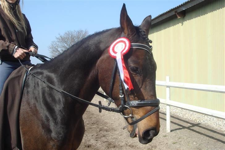 Anden særlig race Khanyze - wee 1 plads i LC2 billede 18
