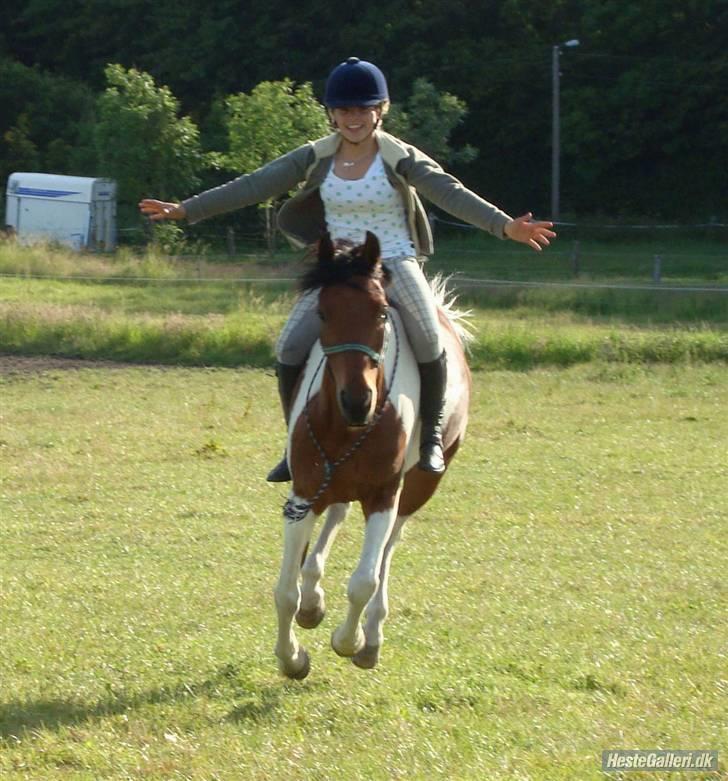 Hollandsk Sportspony Elmelunds Dalton billede 17