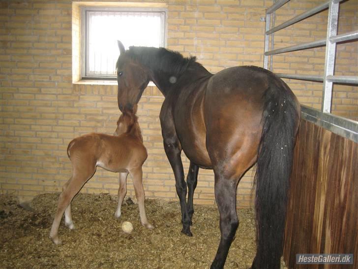 Anden særlig race Khanyze - neeze og comtessa hendes smukke hoppe føl billede 19
