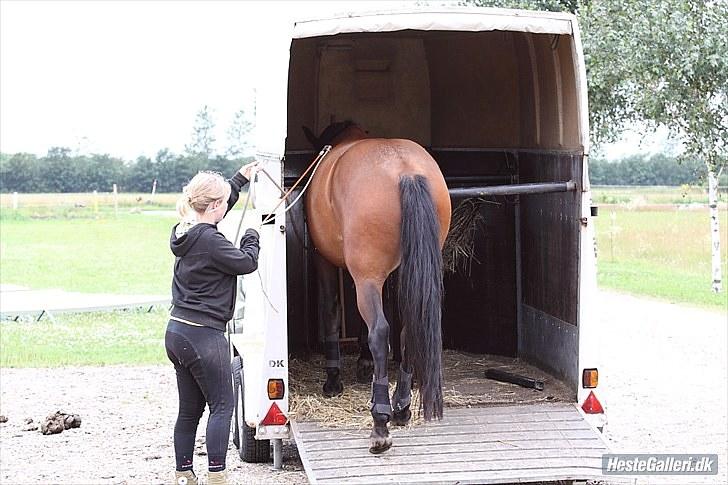 Traver Kjertan R.I.P  - Trailertræningen har givet pote:) - Peg, skridt, og wupti.. Go´ hest Calle :) billede 14