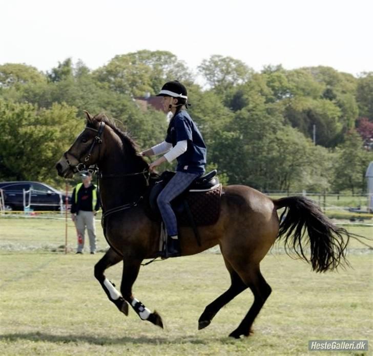 Anden særlig race *Jumping star * billede 4