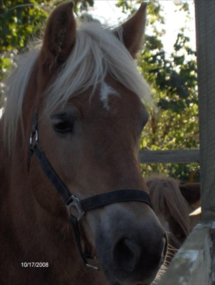 Haflinger Fantazia lundgaard R.I.P. - 15/5-2010 Fair Lady Haahr. billede 1