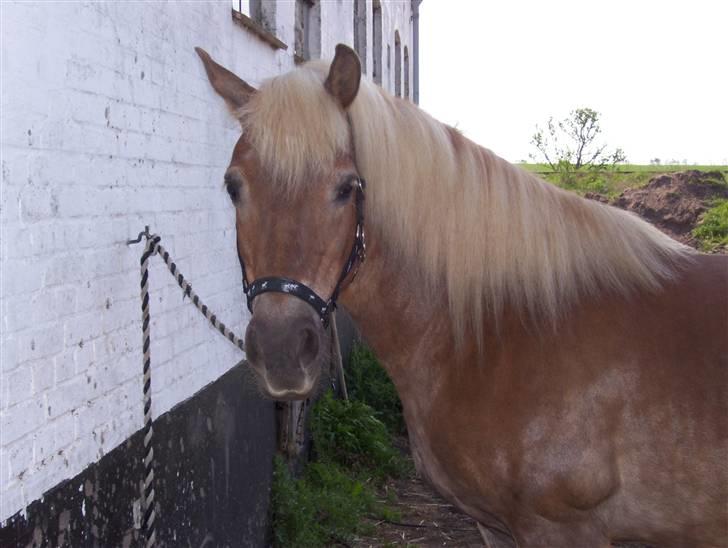 Haflinger Fantazia lundgaard R.I.P. billede 2