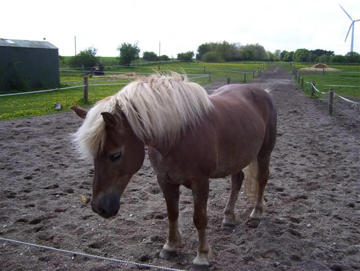 Haflinger Fantazia lundgaard R.I.P. billede 3