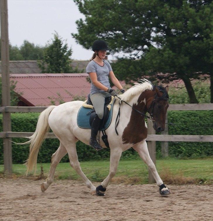 Pinto Lundhøjgårds Intermezzo billede 8