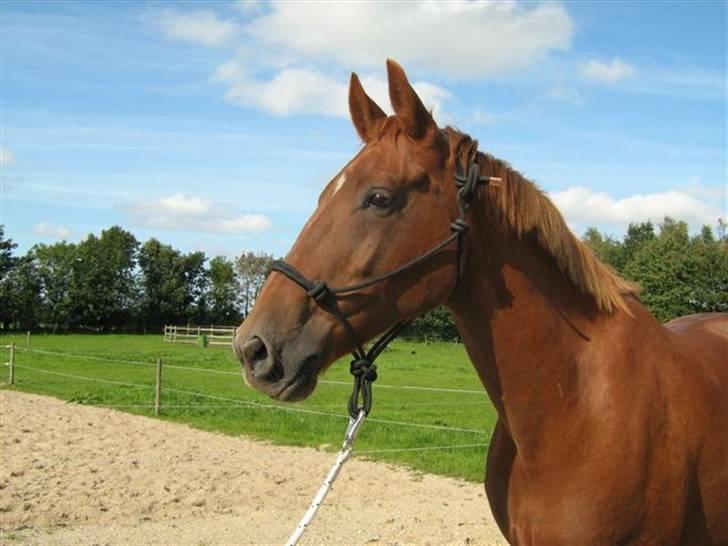 Dansk Varmblod Manja billede 8