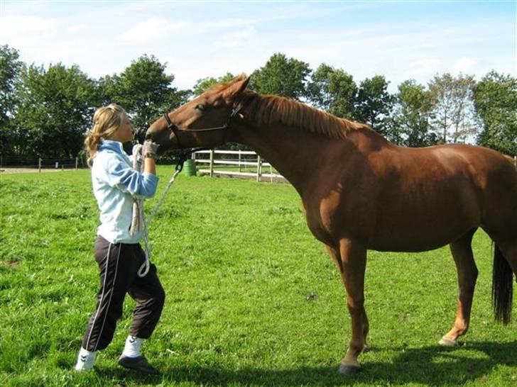 Dansk Varmblod Manja billede 9