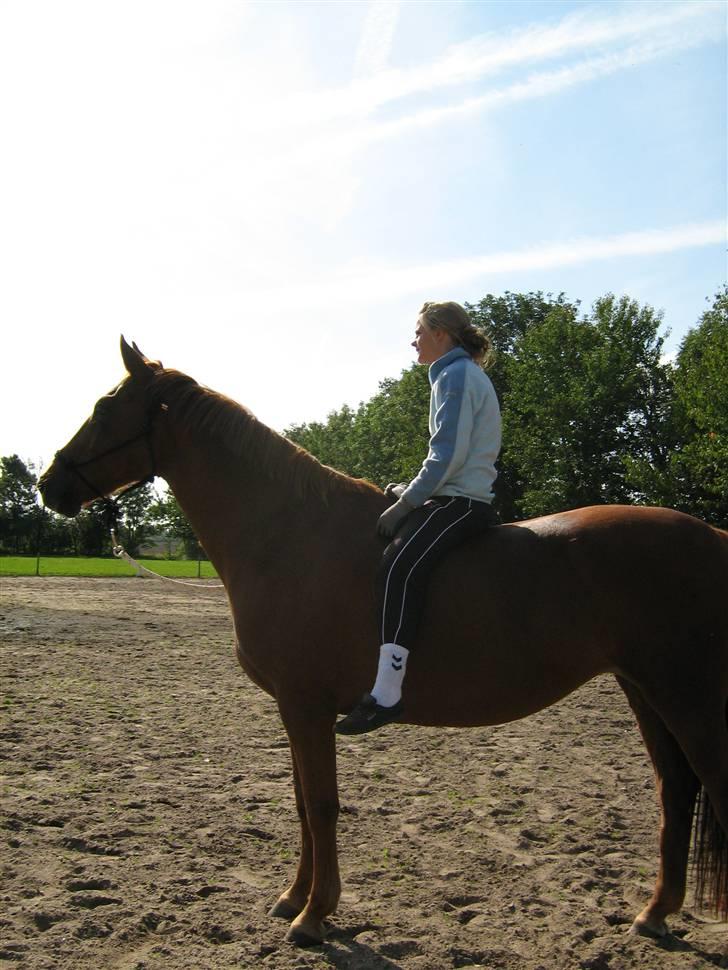 Dansk Varmblod Manja billede 10