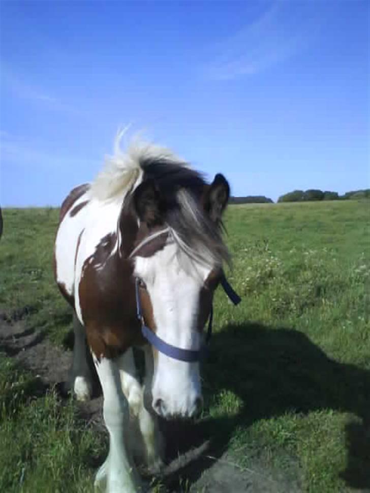 Irish Cob Hønneruplund's Rico - Foto af: C.Rasmussen. billede 2