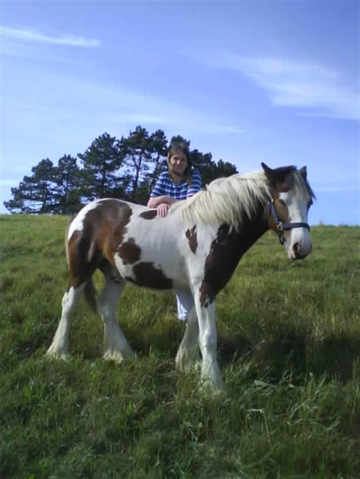 Irish Cob Hønneruplund's Rico - Mig og Rico. billede 4