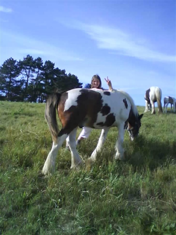 Irish Cob Hønneruplund's Rico - Mig & Rico. Hiih billede 5