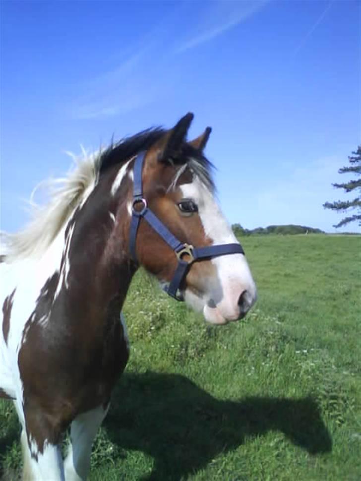 Irish Cob Hønneruplund's Rico - Foto af: C.Rasmussen. billede 7