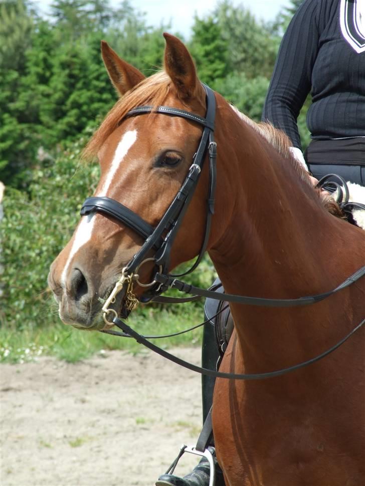 Anden særlig race Maybe xx Hibolis  - velkommen til Maybes profil (foto louise dahl) billede 1