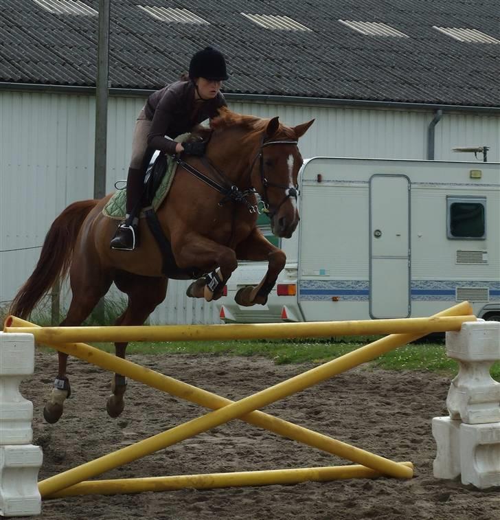 Anden særlig race Maybe xx Hibolis  - hygge spring billede 6