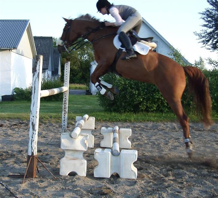 Anden særlig race Maybe xx Hibolis  billede 8