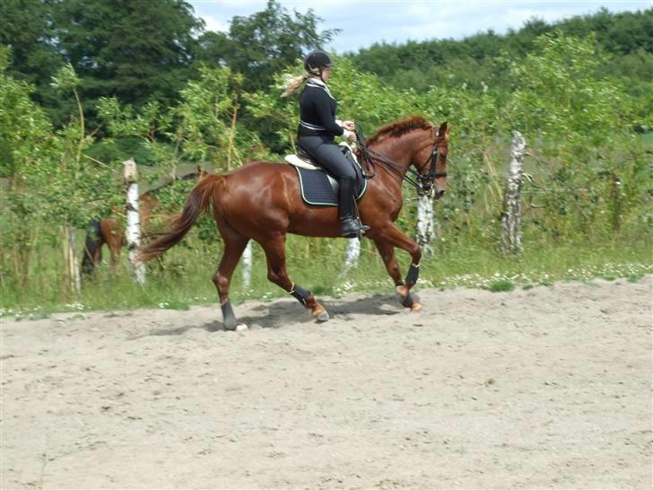 Anden særlig race Maybe xx Hibolis  - (foto louise dahl) billede 11