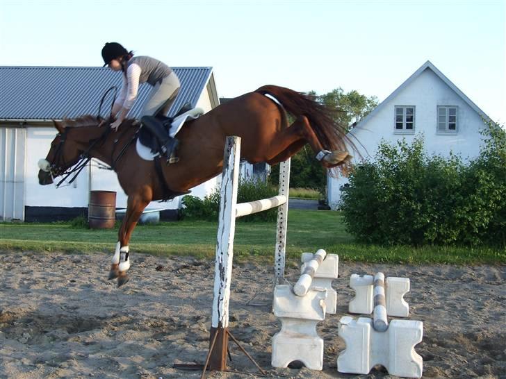 Anden særlig race Maybe xx Hibolis  - her springer hun caroline ud af sadlen- det skal siges hun rider på landsholdet så det kræver sin hest ! billede 9