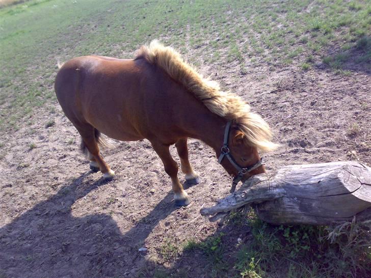 Shetlænder Thor Clausen - aaav´ min mule klør! Godt der er den her gamle gren for et træ! billede 7