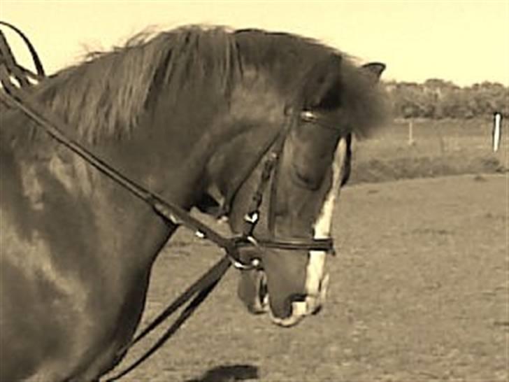 Anden særlig race Flicka - Velkommen til Flickas profil.... <3 Håber i kan lide min lille prinsesse;)  billede 1