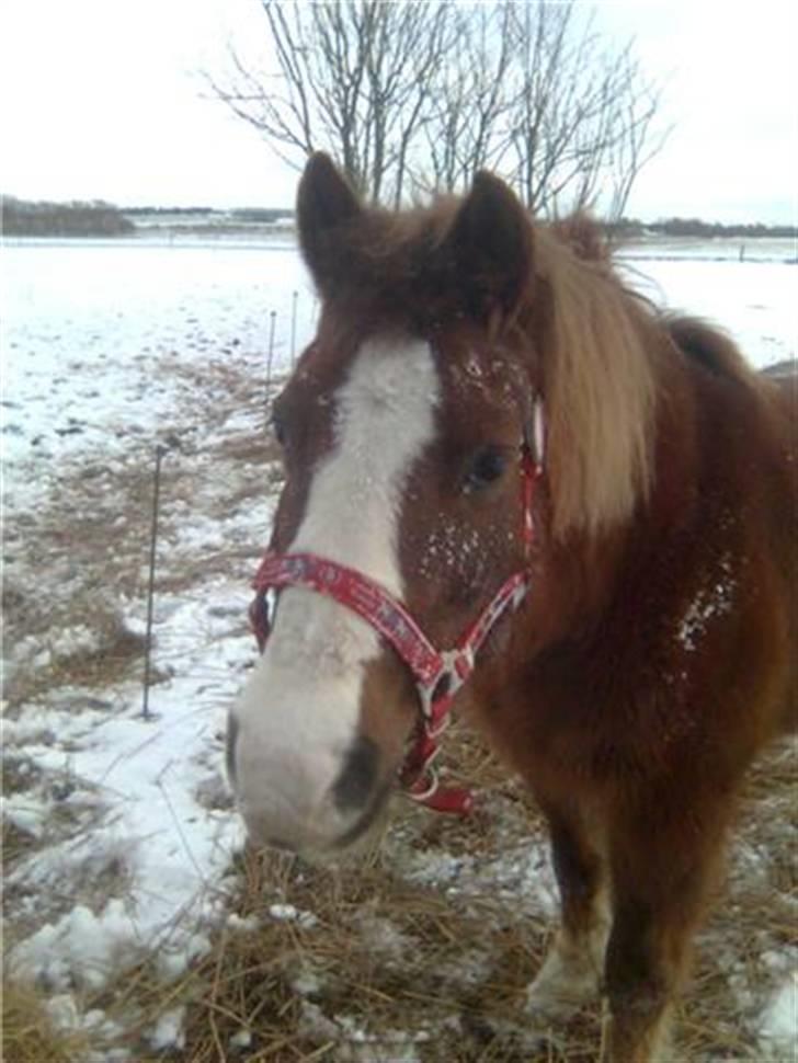 Anden særlig race Flicka - I sne & slud skal Flicka ud!<333 hehe lille pigen...... billede 2