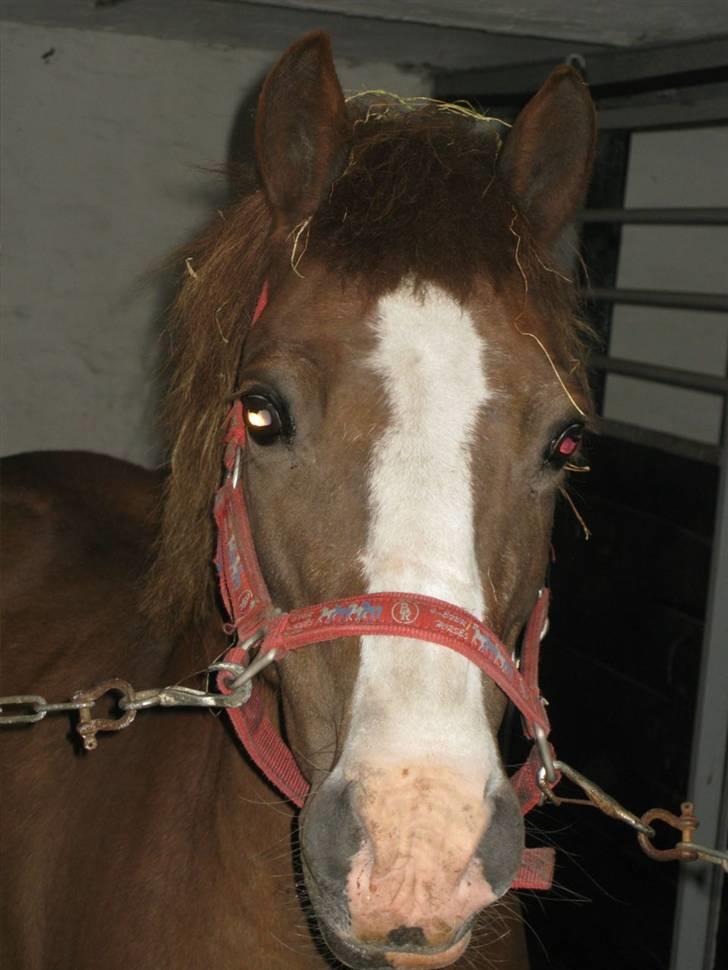Anden særlig race Flicka - Ørerne helt frem. Åh! hvor du bare sød pigen..... billede 3