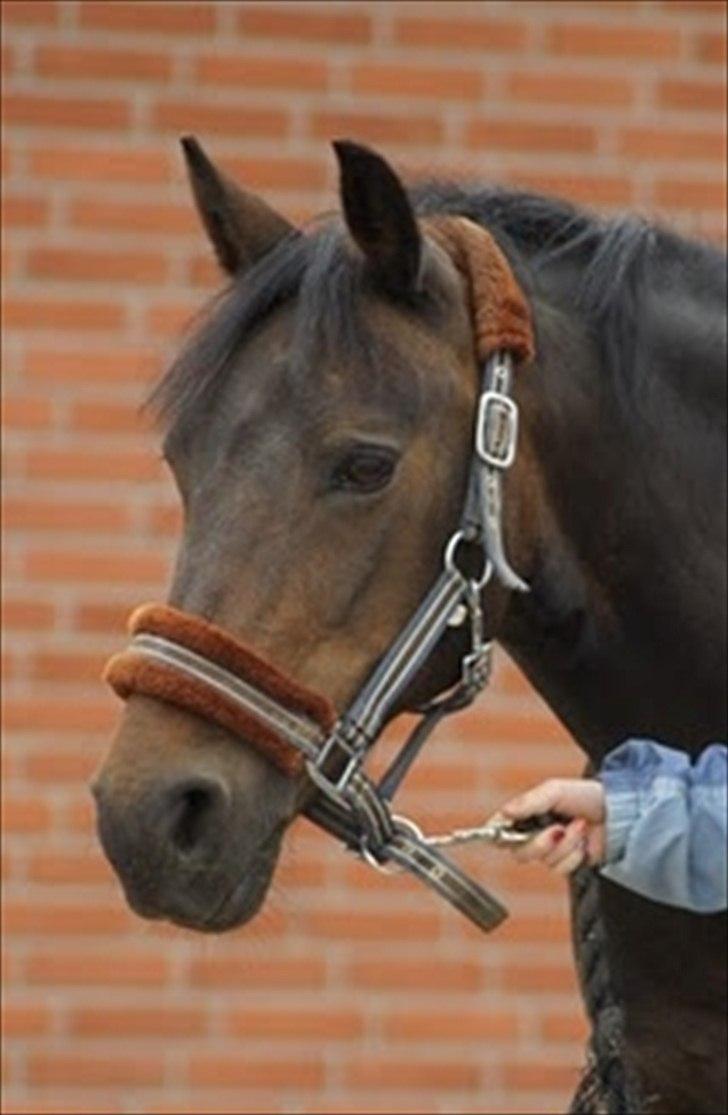 Anden særlig race Vestergaardens Malou - R.O.O.R billede 7
