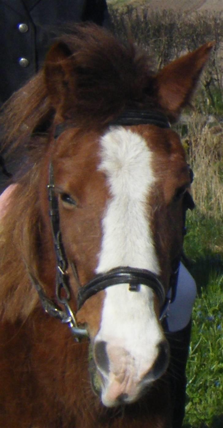 Anden særlig race Flicka - Selv Flicka er med overalt!!!!!!!!!  billede 6