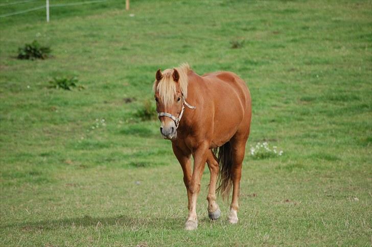 New Forest Casino (Solgt) - du så smuk!<3 billede 20