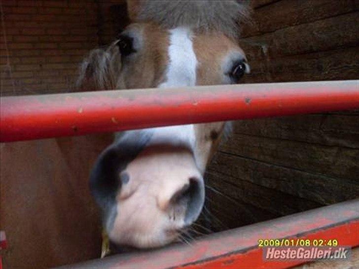 Haflinger Valerie - boks 2009 ~ NJ FOTO ~ billede 12