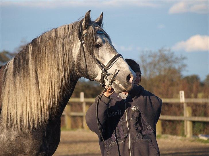 Lusitano Alcaçovas *barbie* billede 8