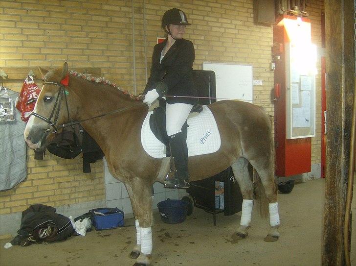 Haflinger Valerie - Venter på at komme ind og ride LC3 i 2011 - Det gik fantastisk. billede 13