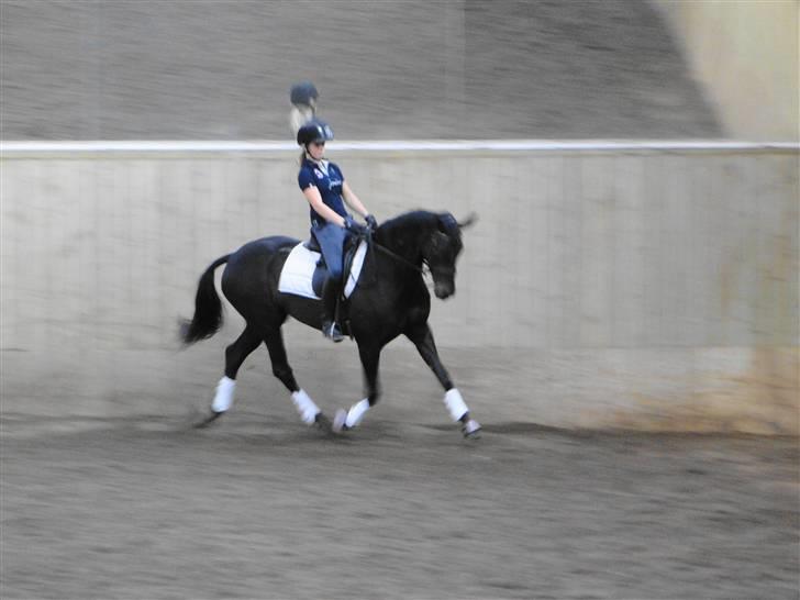 Dansk Varmblod Primavera IV f. - Træning d. 16.6.09 billede 15