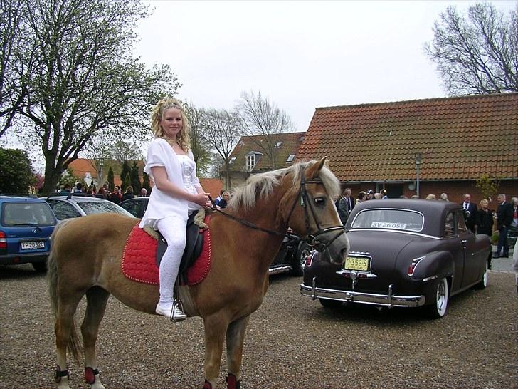Haflinger Valerie - Valerie gjorde mit livs bedste dag endnu bedre! - sommer 2010 (13. Maj) billede 14