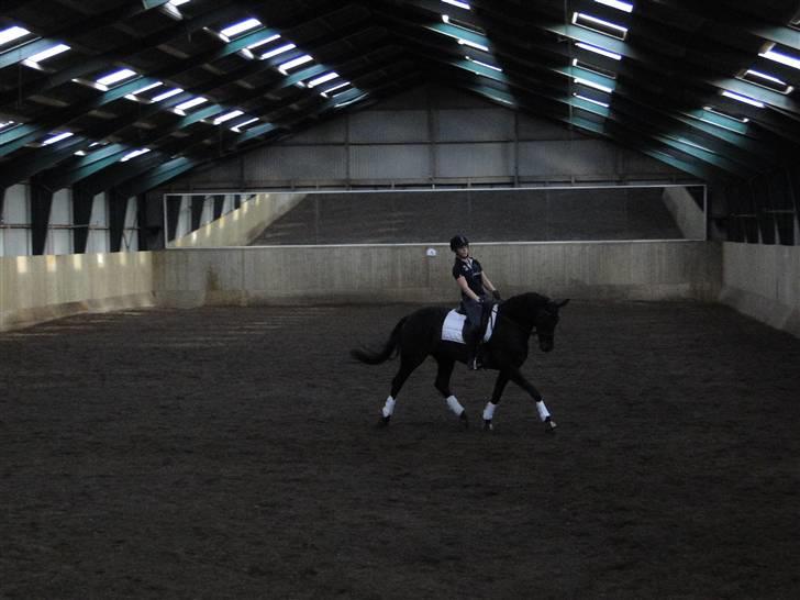 Dansk Varmblod Primavera IV f. - Træning d. 16.6.09 billede 16