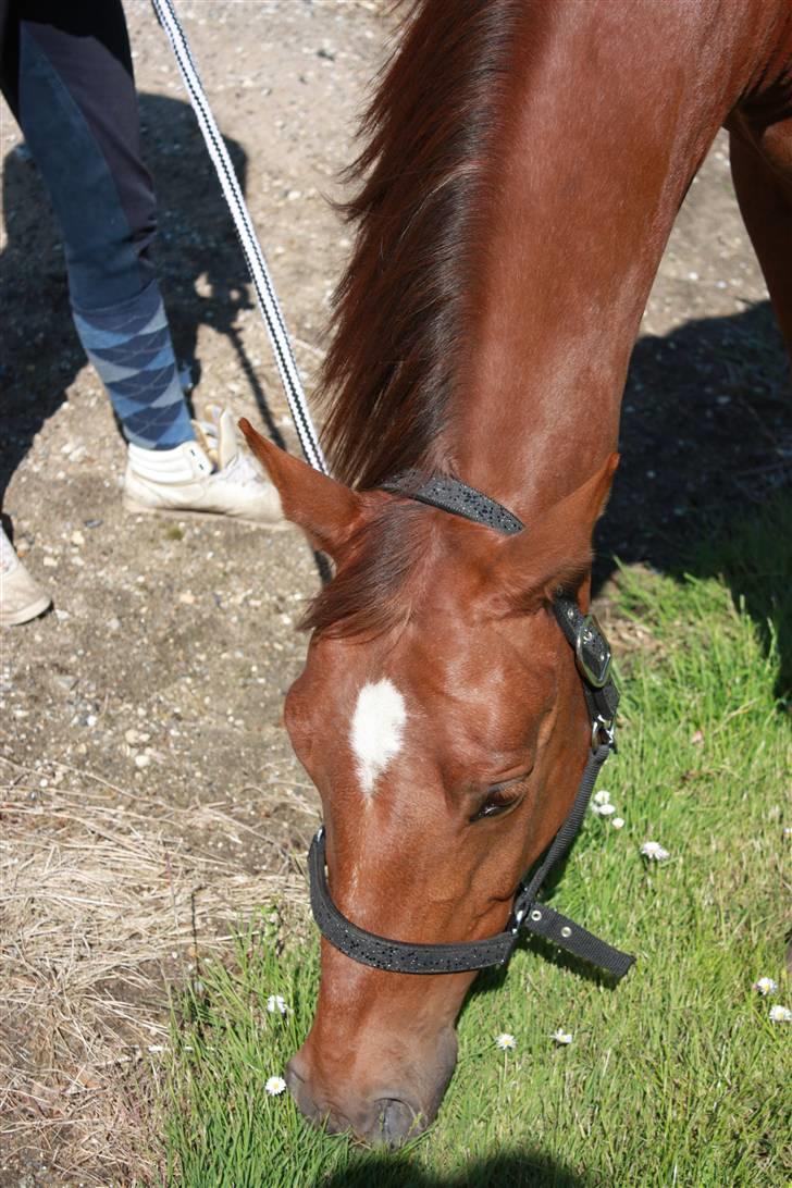Pinto Alto India (SOLGT!) :'( - Og der græsser du så igen billede 7