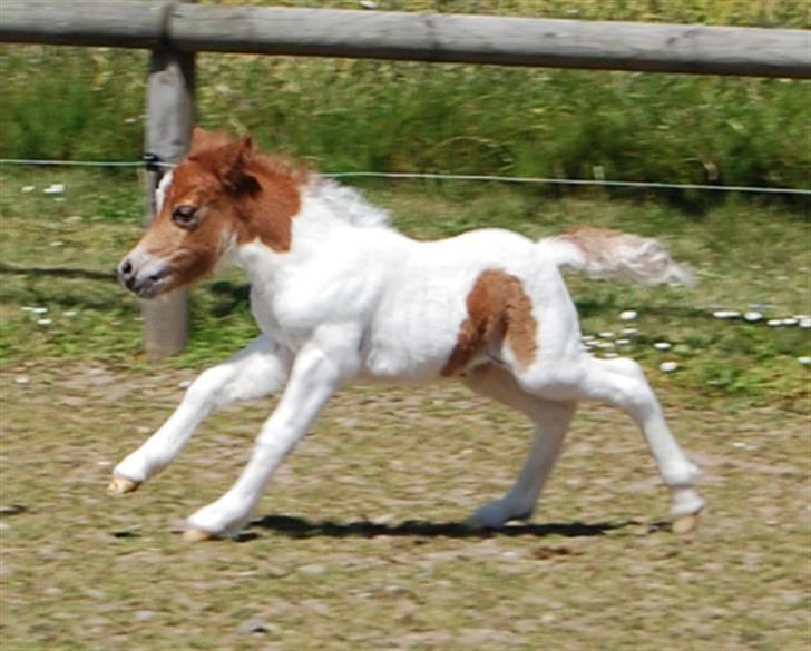 Dansk Miniature Egehøj´s Royal Sun Z billede 10