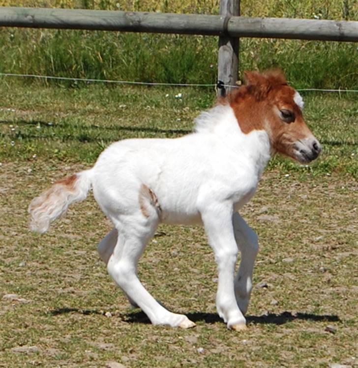 Dansk Miniature Egehøj´s Royal Sun Z billede 13