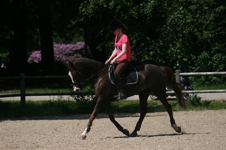 Anden særlig race Ninja - Ninja traver <3 billede 3