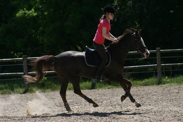 Anden særlig race Ninja - Ninja i fuld galop :D billede 6
