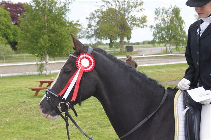 New Forest Igor | B-pony | Solgt - Pri - C-stævne Guldborgsund sportsrideklub 2010 billede 16