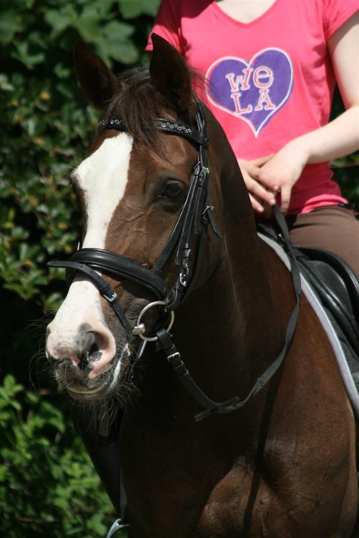 Anden særlig race Ninja - Ninja efter en ridetime :) billede 15