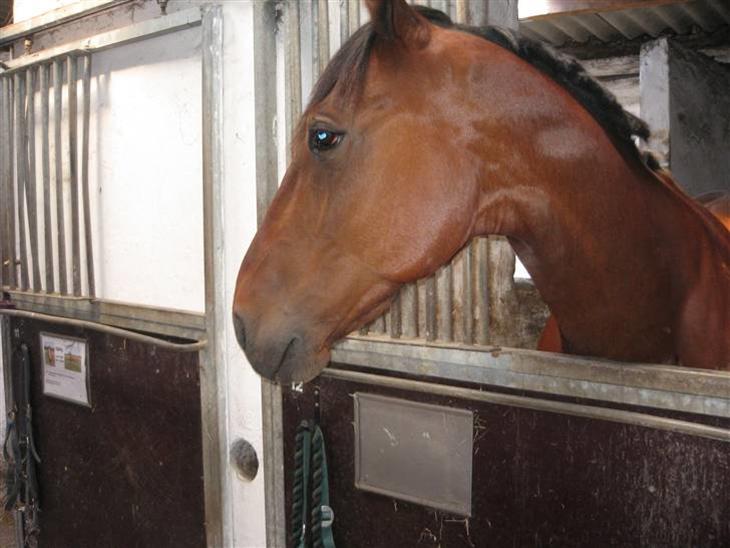 {{currentPhoto.altText}} billede {{currentPhoto.number}}