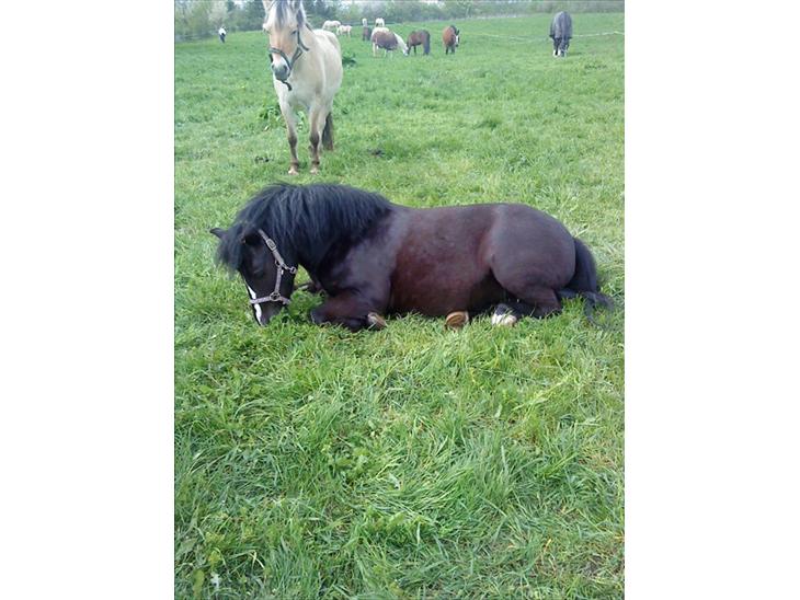 {{currentPhoto.altText}} billede {{currentPhoto.number}}