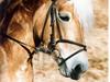 Tyroler Haflinger Tinni