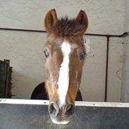 Anden særlig race Mimmi [SOLGT]