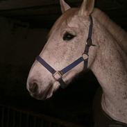 Anden særlig race Flicka *DØD* 