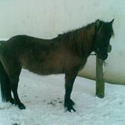 Islænder Mýsla Fra Egebæk (Død) R.I.P.