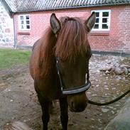 Islænder Mýsla Fra Egebæk (Død) R.I.P.