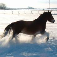 Nordsvensk Skovhest Herkules (Solgt)